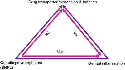 Pharmacogenomics of drug transporters for antiretroviral long-acting pre-exposure prophylaxis for HIV